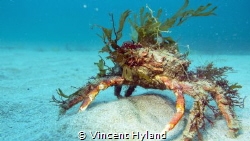 Decorated Spider Crab at Wild Derrynane by Vincent Hyland 